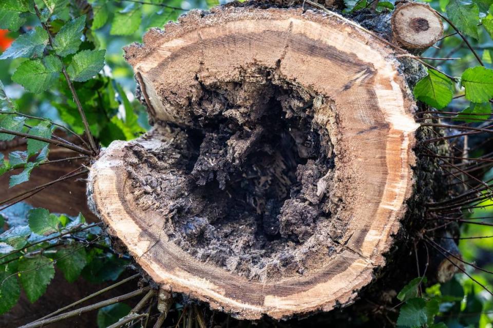 A large cavity occupies the center of a branch of the 100-year-old American elm tree removed on Monday from Susan Christian’s property.