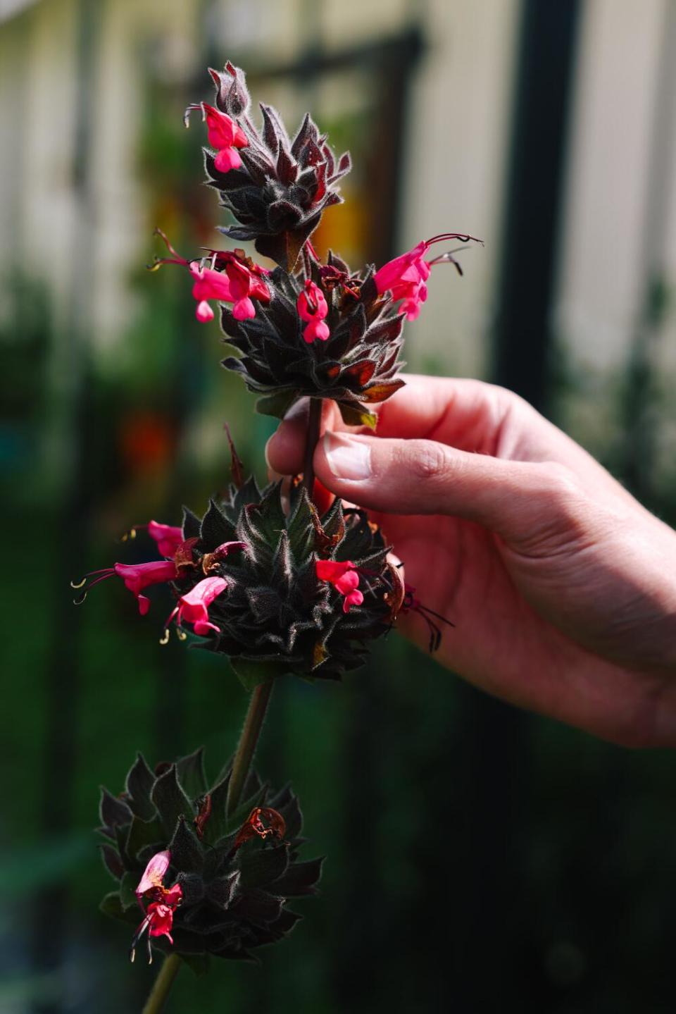 Brian Bautista touches hummingbird sage in his backyard.