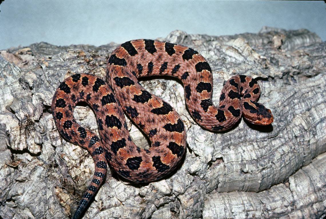 A Carolina Pigmy rattlesnake. Photo courtesy of Lawrence Wilson, ecologist at Emory University