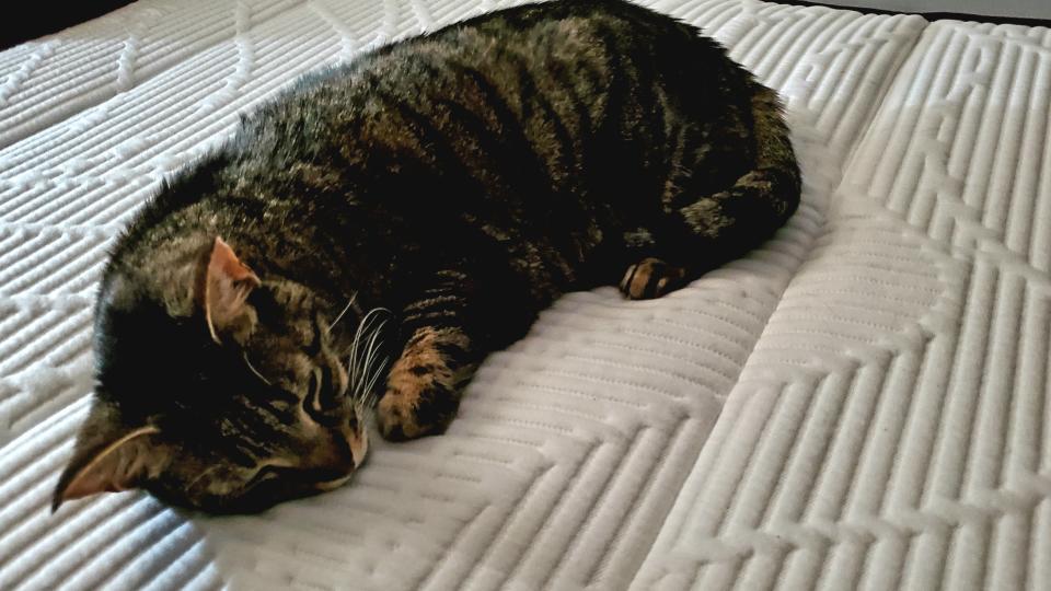 A tired tabby sleeps at the foot of the Awara mattress