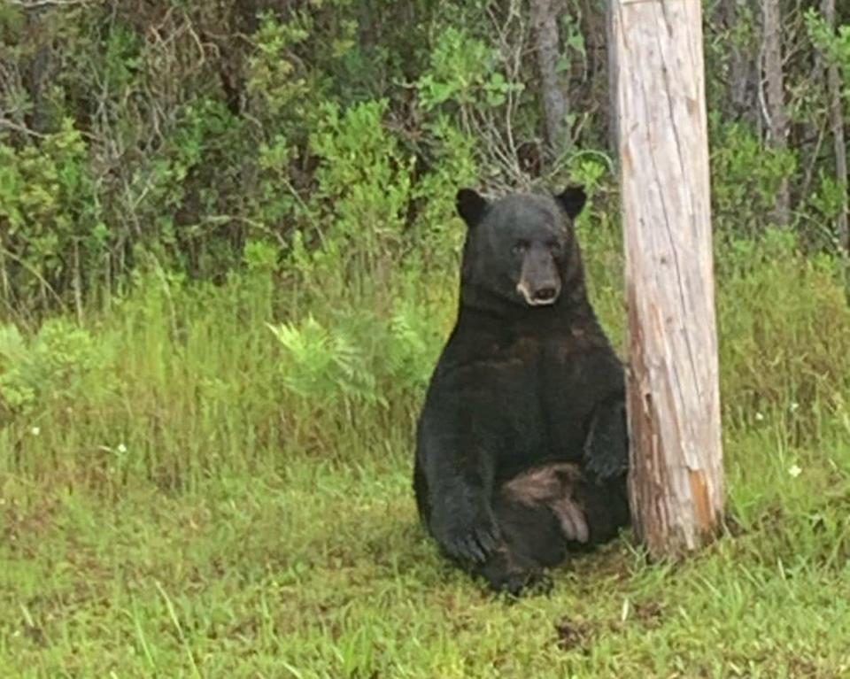 The Walton County Sheriff's Office asked drivers on Highway 98 in Santa Rosa Beach not to try taking selfies with a "stressed depressed" bear on the side of the road.