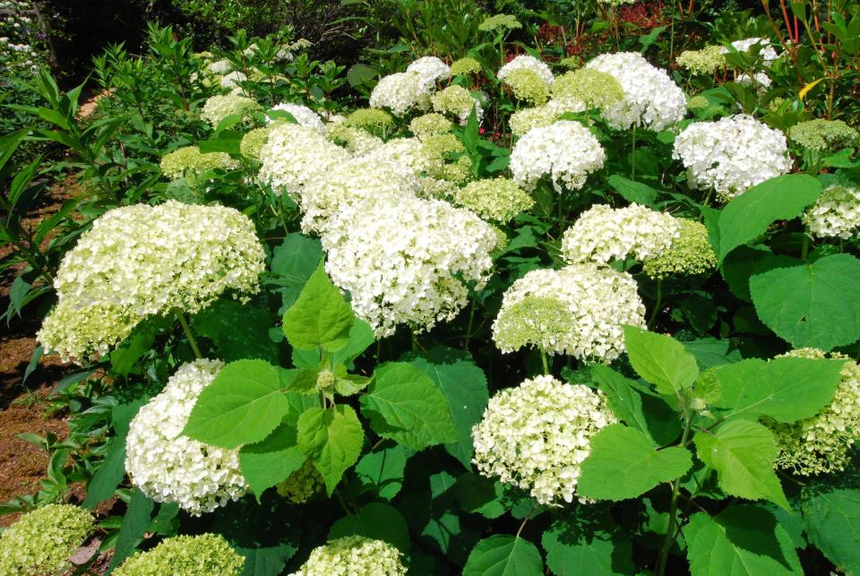 Annabelle hydrangeas work nicely in a white garden