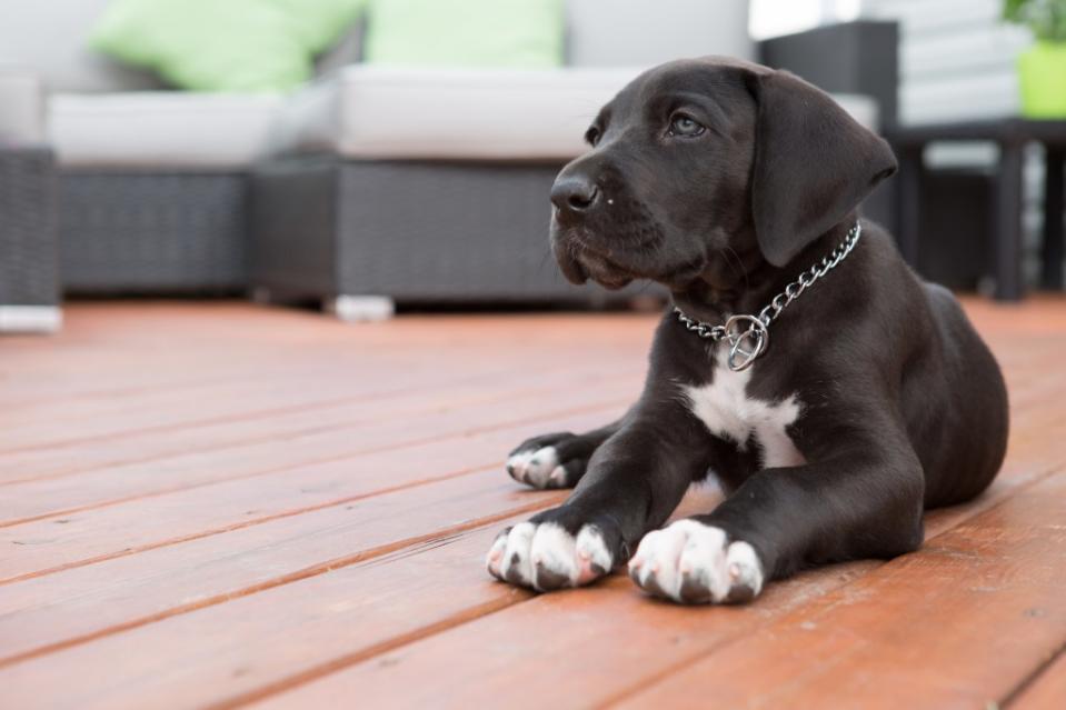 Black Dane puppy on the deck