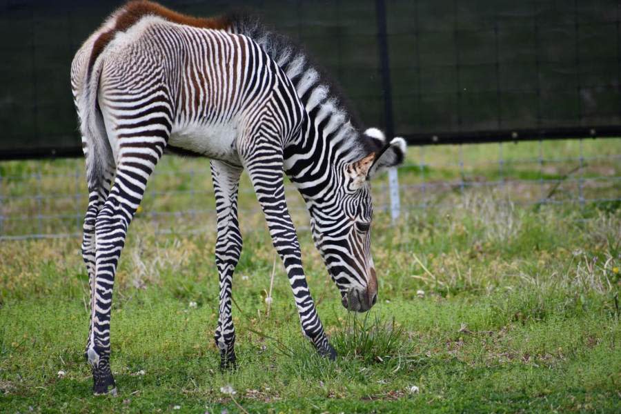 Photos courtesy: Saint Louis Zoo