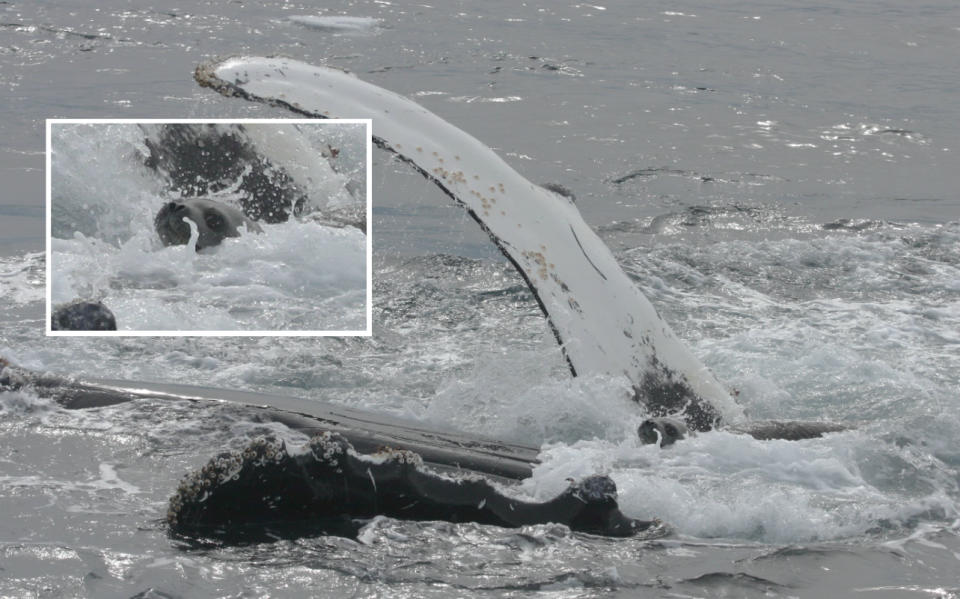 A humpback whale protects a Weddell seal from an attacking killer whale.