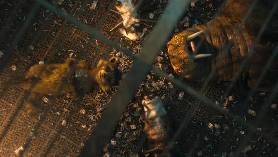 Batch 89, four modified animals, liying on the ground in their cage in Guardians of the Galaxy Vol. 3, Rocket Raccoon and friends in the hands of the High Evolutionary