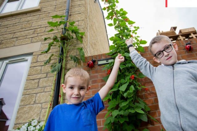 Schoolboy has grown a beanstalk to a massive 15FT