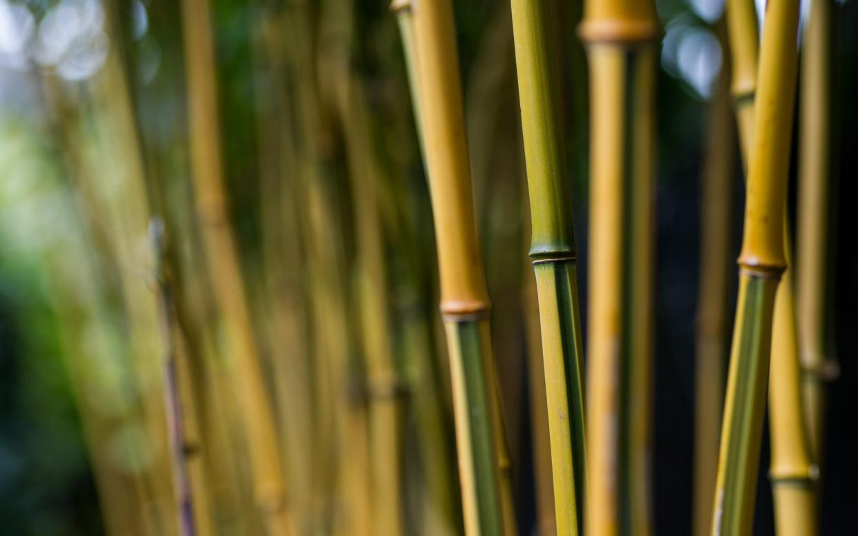 Which bamboos are safe to grow?