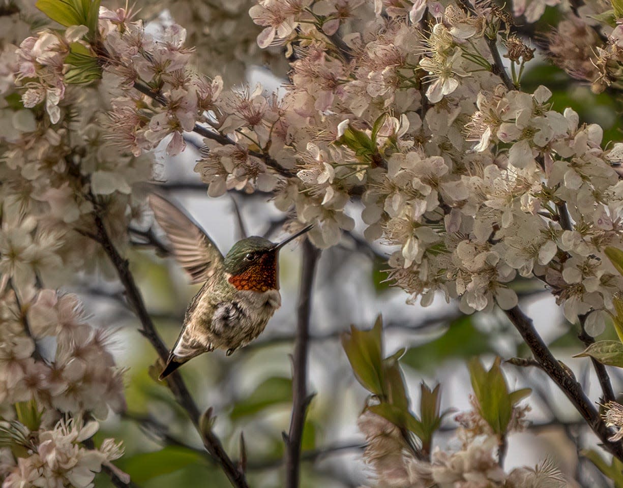 A male ruby-throated hummingbird flares his iridescent neck while feeding at Salisbury Beach in Massachusetts.