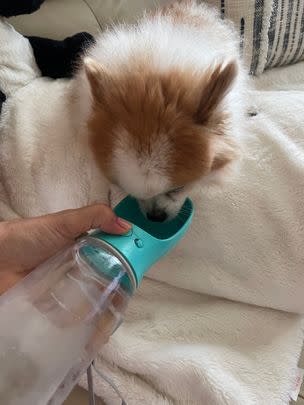 A portable doggie water bottle
