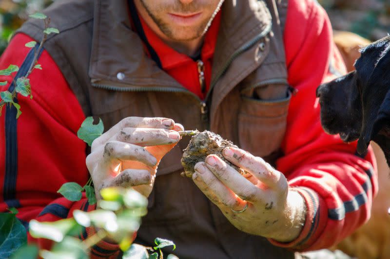 Nikola Tarandek, truffle hunter cleans found truffle, near Motovun