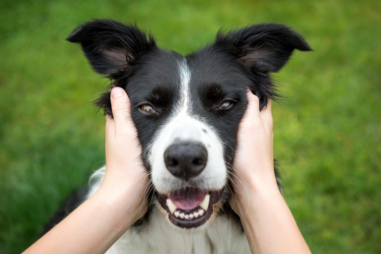 hands holding a smiling dog's face