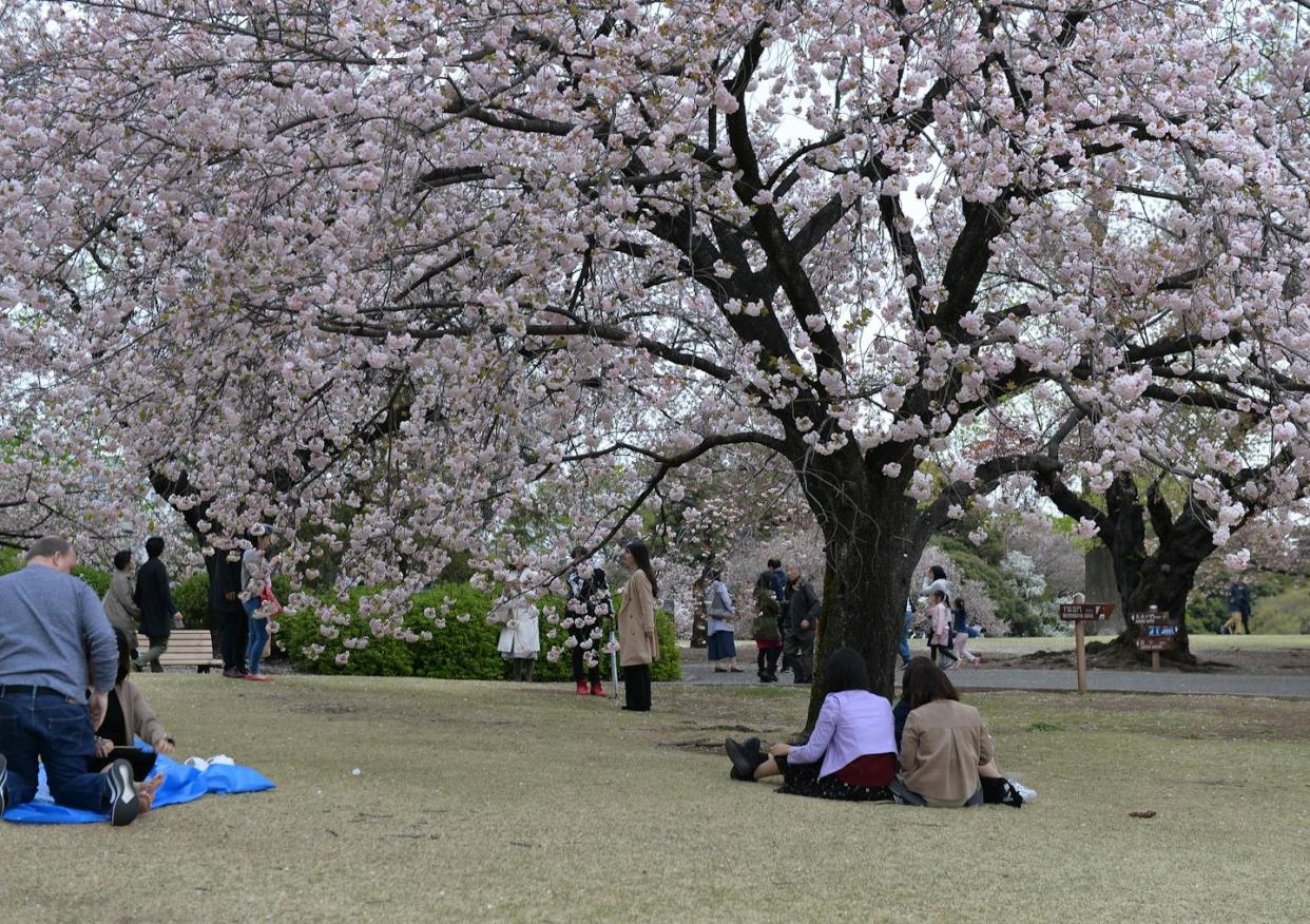 Families relax under lush cherry trees in the Shinjuku Gyoen in Tokyo. <a href="https://www.flickr.com/photos/shankaronline/48624796381" rel="nofollow noopener" target="_blank" data-ylk="slk:shankar s./Flickr;elm:context_link;itc:0;sec:content-canvas" class="link ">shankar s./Flickr</a>, <a href="http://creativecommons.org/licenses/by/4.0/" rel="nofollow noopener" target="_blank" data-ylk="slk:CC BY;elm:context_link;itc:0;sec:content-canvas" class="link ">CC BY</a>