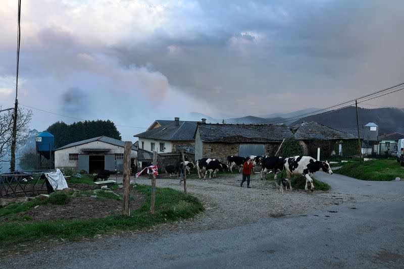 A farmer walks with her cows in the Luarca district, during an outbreak of wildfires in northern Spain's Asturias region