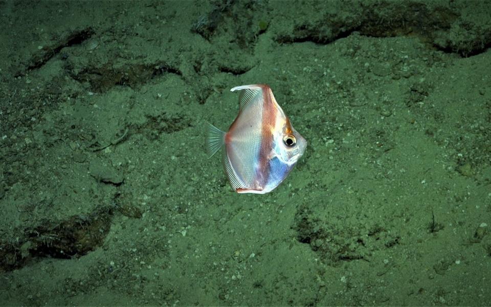 The robot captured fish and sharks on camera - Schmidt Ocean Institute / SWNS 