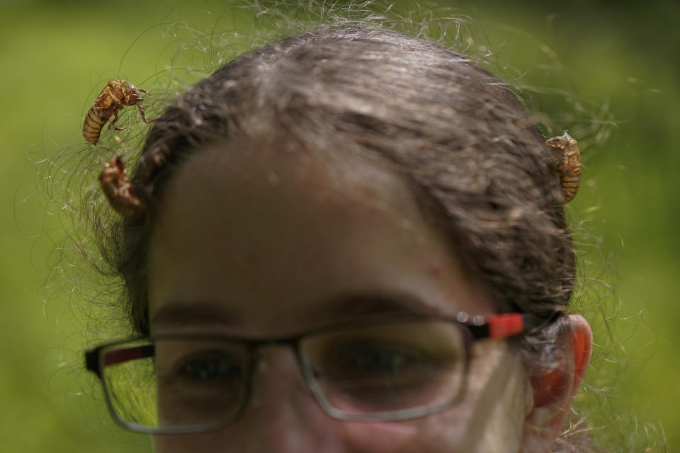 Dr. Zoe Getman-Pickering, a postdoctoral scientist at George Washington University, walks through Woodend Sanctuary and Mansion with cicada shells in her hair, Monday, May 17, 2021, in Chevy Chase, Md. (AP Photo/Carolyn Kaster)