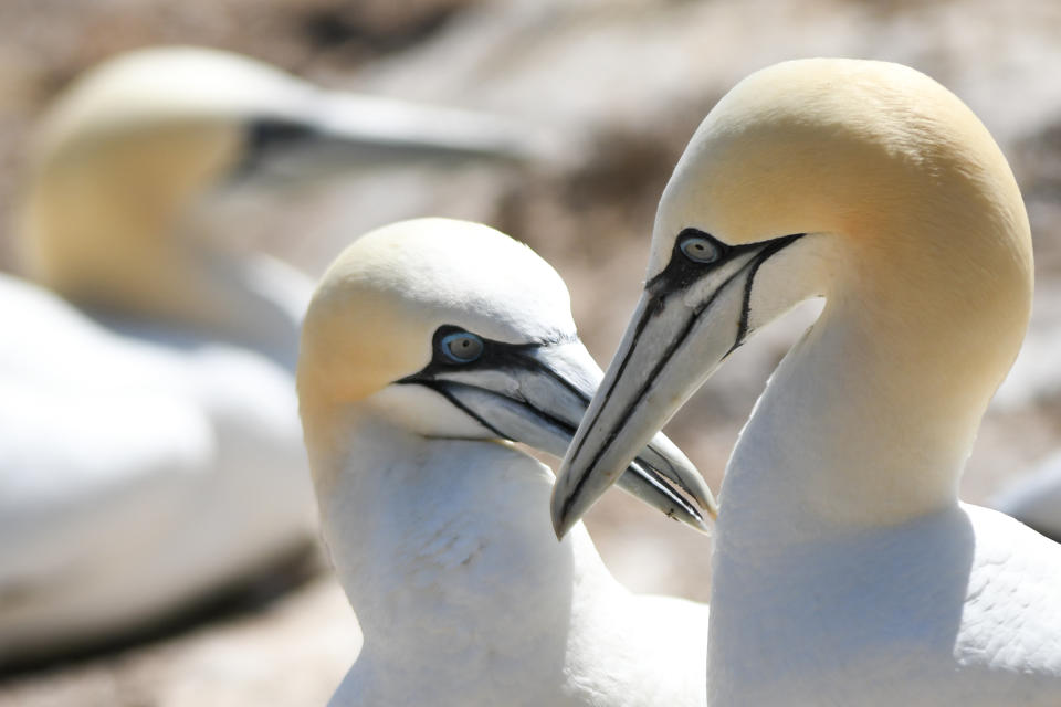 <p>Basstöpel sind während der Paarungszeit auf dem Great Saltee Island zu sehen. Die Insel, rund 5 Kilometer von der südöstlichen Küste Irlands entfernt, ist ein Paradies für Meeresvögel. Das Eiland liegt auf einer wichtigen Wanderroute für Vögel, dementsprechend lassen sich dort viele Vogelarten während ihrer Rast beobachten. (Bild: Artur Widak/NurPhoto via Getty Images) </p>