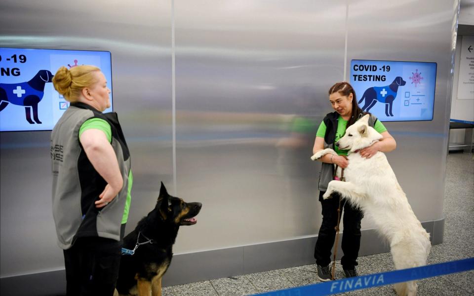 Sniffer dogs are trained to detect Covid-19 at Helsinki Airport in Vantaa - Reuters