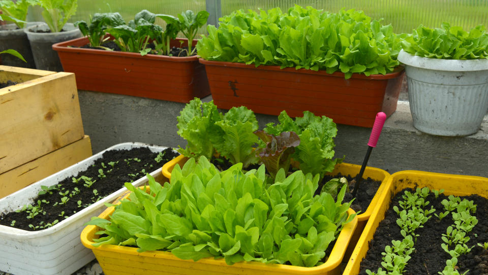 Homegrown lettuce