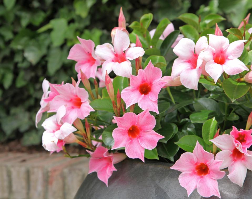 Mandevilla vines are widely used as warm-season annuals.