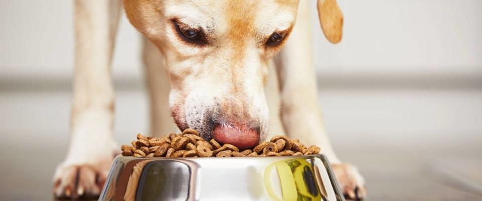 Hungry labrador retriever is feeding at home.