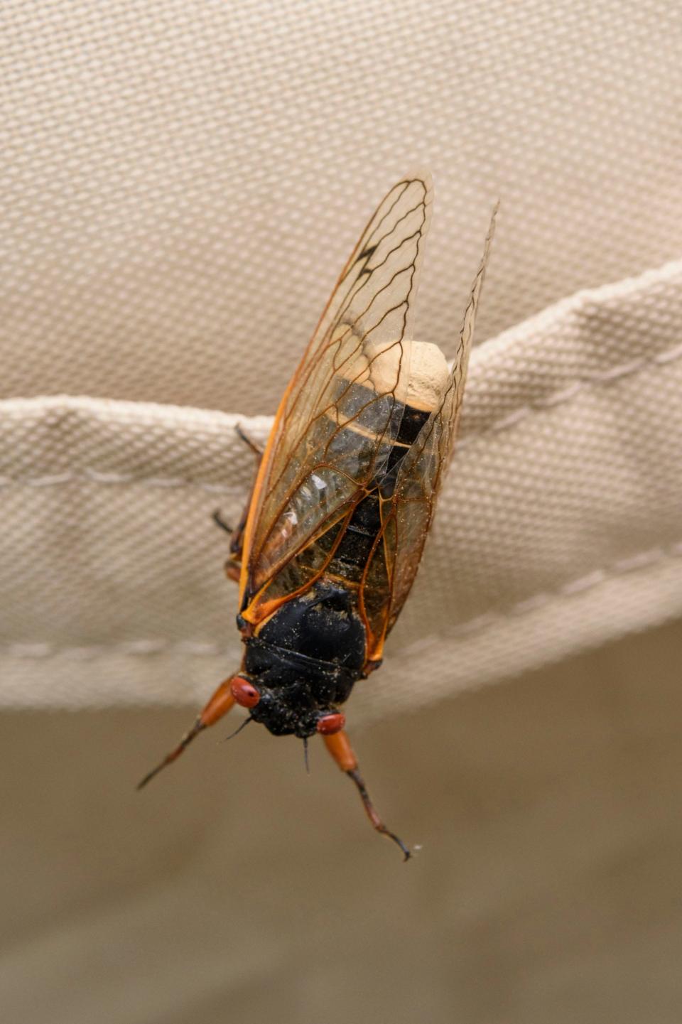 A Brood X cicada in Chevy Chase, Md. on Monday, May 24, 2021 shows signs of infection from a fungus called Massospora that infects periodical cicadas.  According to the University of Maryland's Department of Entomology infection results in a "spore plug" in place of the cicada's abdomen.