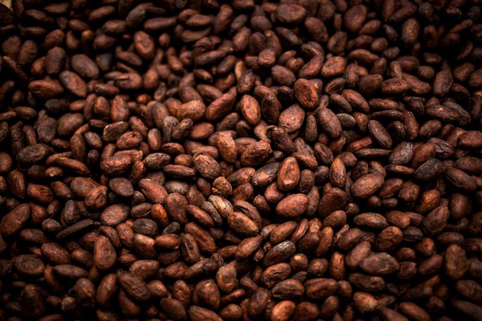 “Ghana has lost more than 254 million cacao trees in recent years,” lamented mathematician Benito Chen-Charpentier. somchai20162516 – stock.adobe.com