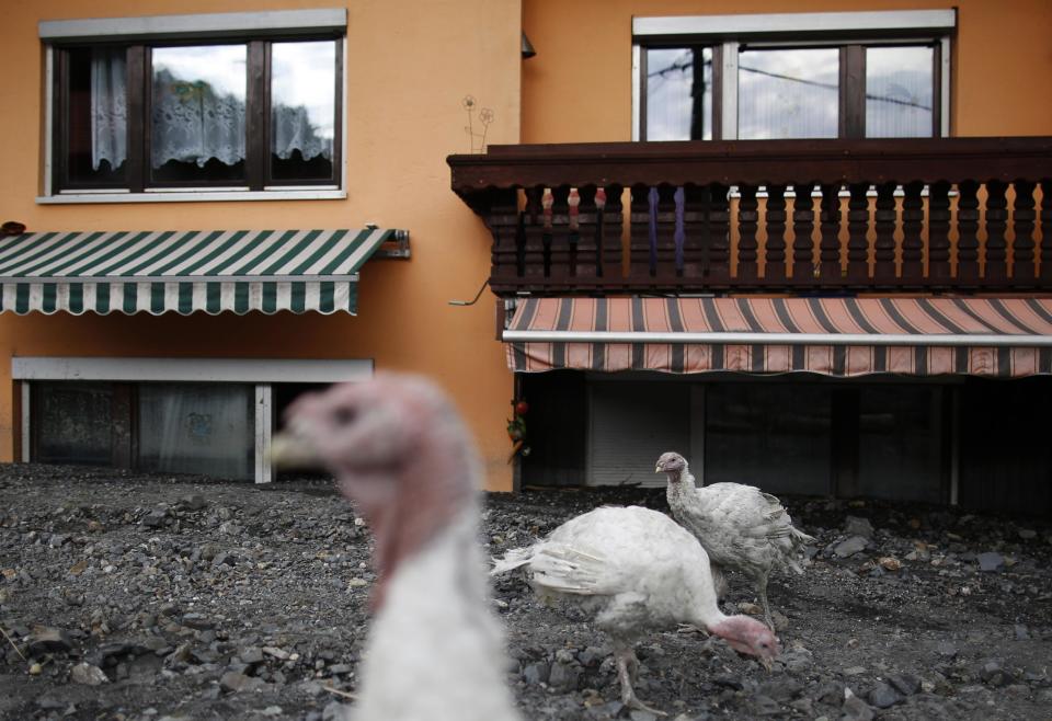 Abandoned turkeys are seen in front of a flood-damaged house in Topcic Polje