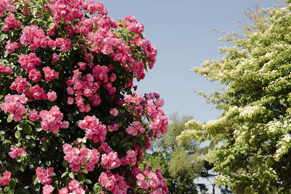 首爾大公園（Image Source : Getty Creative/iStockphoto）