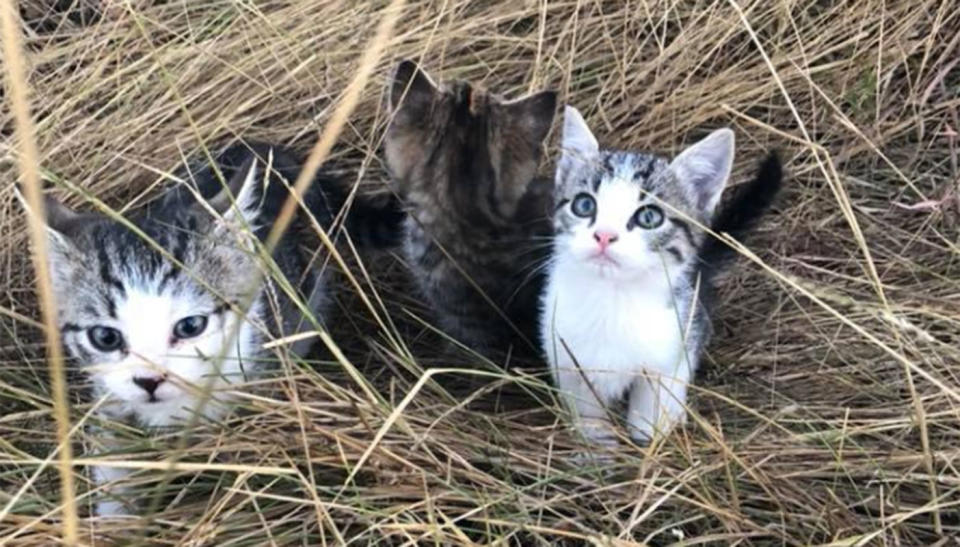 She’s been labelled the kitten whisperer. Source: Facebook/ Bree Taylor