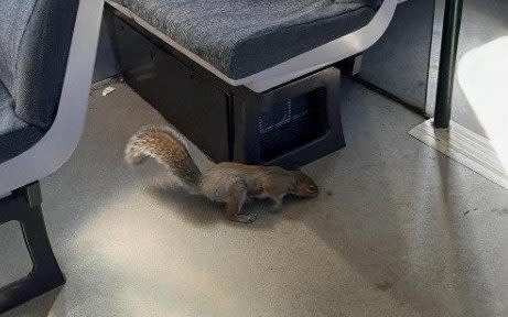 Squirrel on the train - Train cancelled after squirrels board and 'refuse to leave'