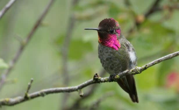 Anna's hummingbirds originated in Mexico but are now common year-round on southern Vancouver Island. (Rocky Point Bird Observatory/Submitted - image credit)