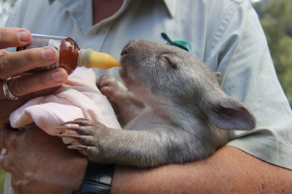 Orphaned baby wombat finds new mum