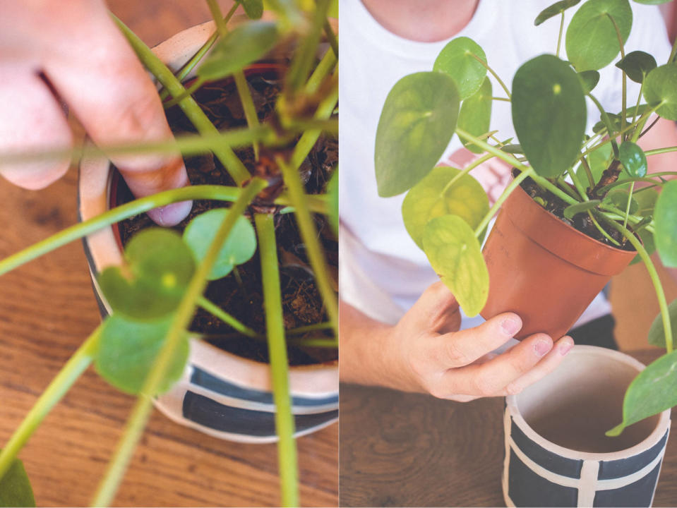 Quand arroser ? - « Chouchouter ses plantes » 