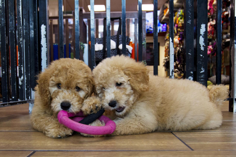 Puppies play in a cage at a pet store in Columbia, Md., Monday, Aug. 26, 2019. Pet stores are suing to block a Maryland law that will bar them from selling commercially bred dogs and cats, a measure billed as a check against unlicensed and substandard "puppy mills." (AP Photo/Jose Luis Magana)