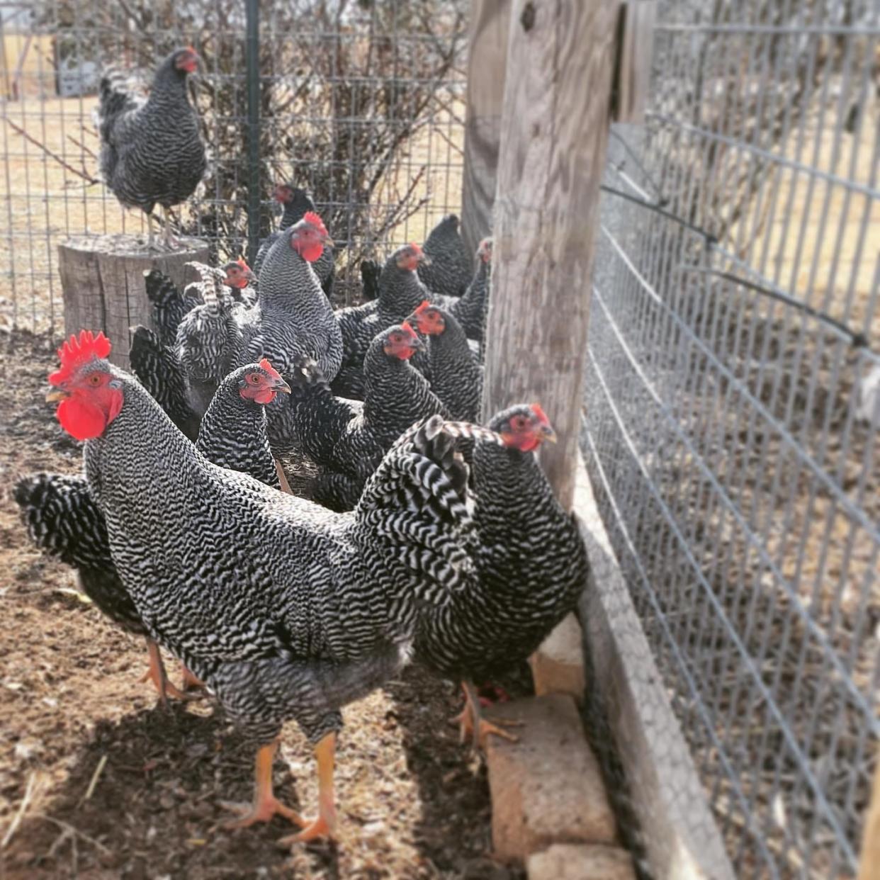 The Barred Plymouth Rocks at Short Trip Farm TX in Idalou are expected to start laying eggs in February.