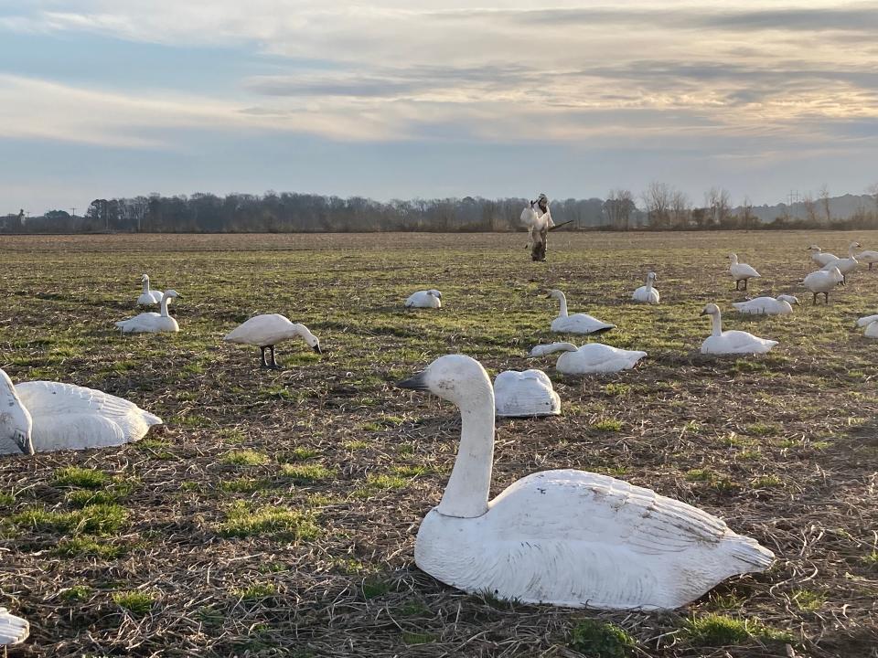 Swan decoys in North Carolina's Outer Banks.