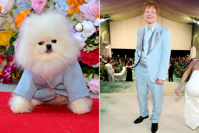 <p>John Ricard; Kevin Mazur/MG24/Getty Images</p> Fritz the Pomeranian (left) and Ed Sheeran at the 2024 Met Gala