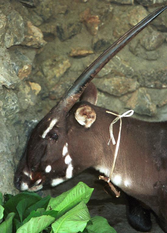 Handout picture taken in 1996 and received from WWF on November 13, 2013 shows a female saola at Lak Xao in the Lao province of Bolikhamxay