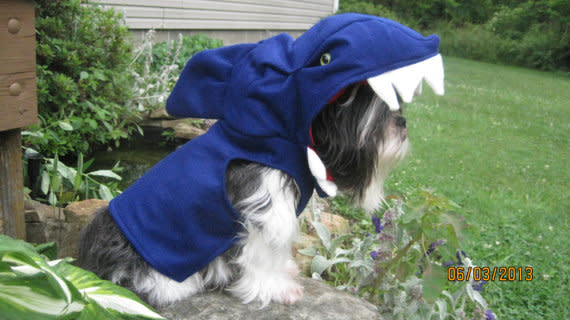 <div class="caption-credit"> Photo by: Etsy</div><div class="caption-title">2. Blue Shark</div>If you have a small dog who wants to get into the 'Shark Week' spirit, this one is perfect. <br> <a rel="nofollow noopener" href="http://blogs.babble.com/pets/2012/08/14/does-your-pet-love-shark-week-too-6-shark-costumes-for-your-dog-or-cat/#blue-shark" target="_blank" data-ylk="slk:Get it from Sewdoggonecreative, $38.99;elm:context_link;itc:0;sec:content-canvas" class="link "><i>Get it from Sewdoggonecreative, $38.99</i></a> <br> <br>