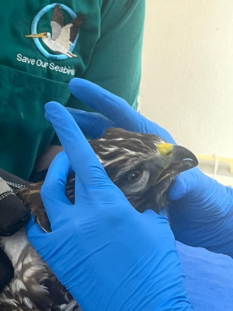 A red-tailed hawk receives hands-on treatment at Save Our Seabirds for suspected rodenticide poisoning. The bird of prey recovered and was released.