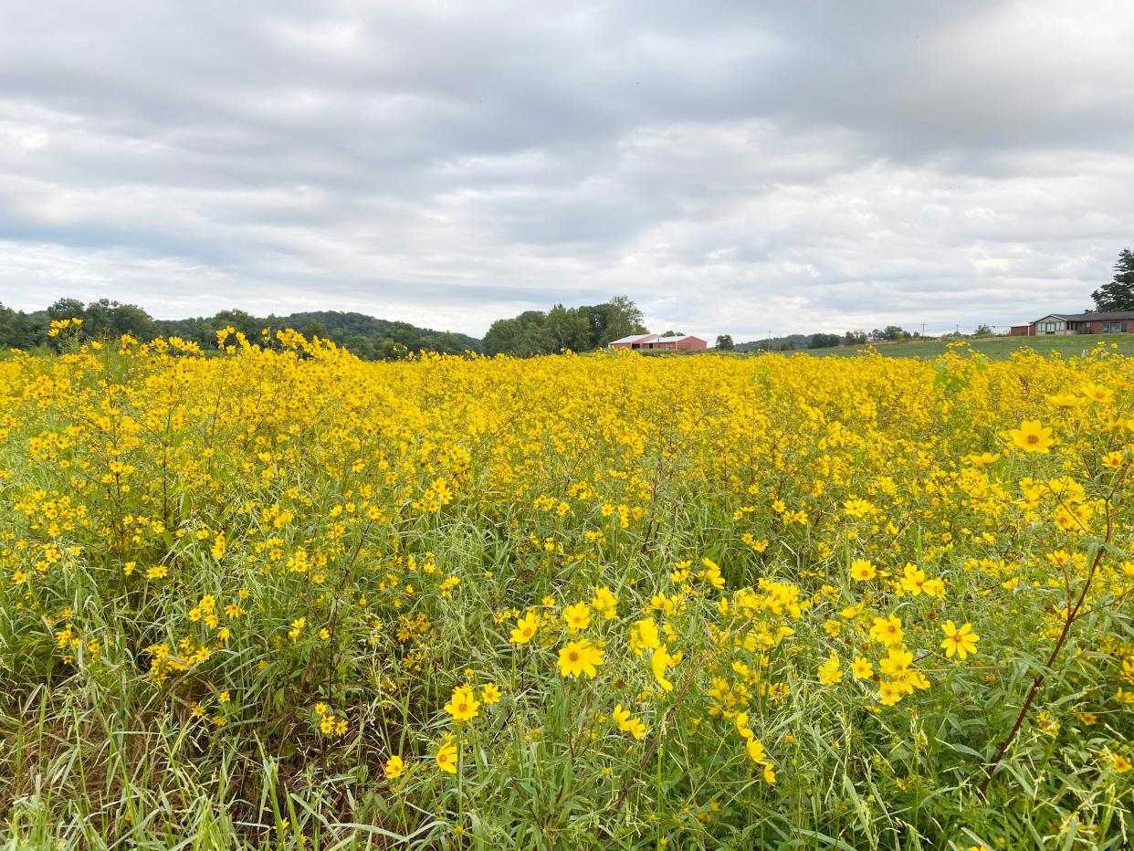 Flowers fill much of the fields below the house, seen at right, at the Sycamore Land Trust property along Old Ind. 37 north of Bloomington where the Carl Ziegler Wetlands and Education Center will be.