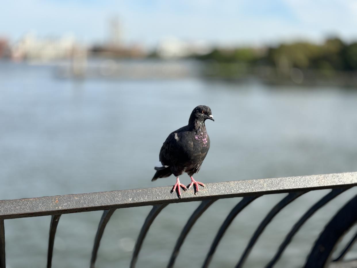 Check out this stately pigeon. (Image: Howley)