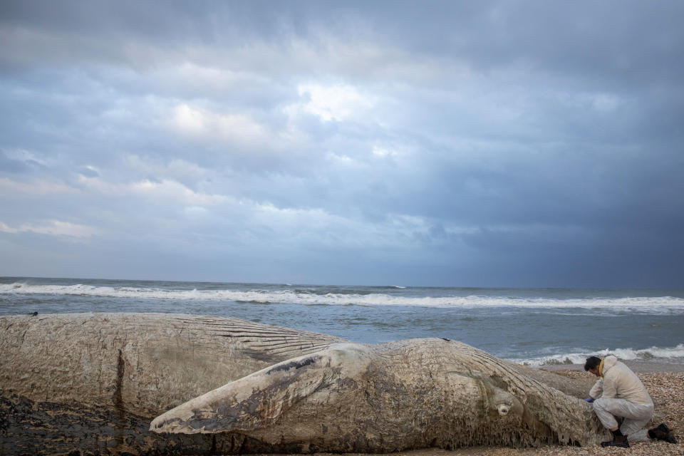 Danny Morick, marine veterinarian, takes samples from a 17 meters (about 55 feet) long dead fin whale washed up on a beach in Nitzanim Reserve, Israel, Friday, Feb. 19, 2021. Aviad Scheinin of the Morris Kahn Marine Research Station said samples from the animal will be taken to try to determine a cause of death, officials said the water nearby is polluted, including with tar. (AP Photo/Ariel Schalit)