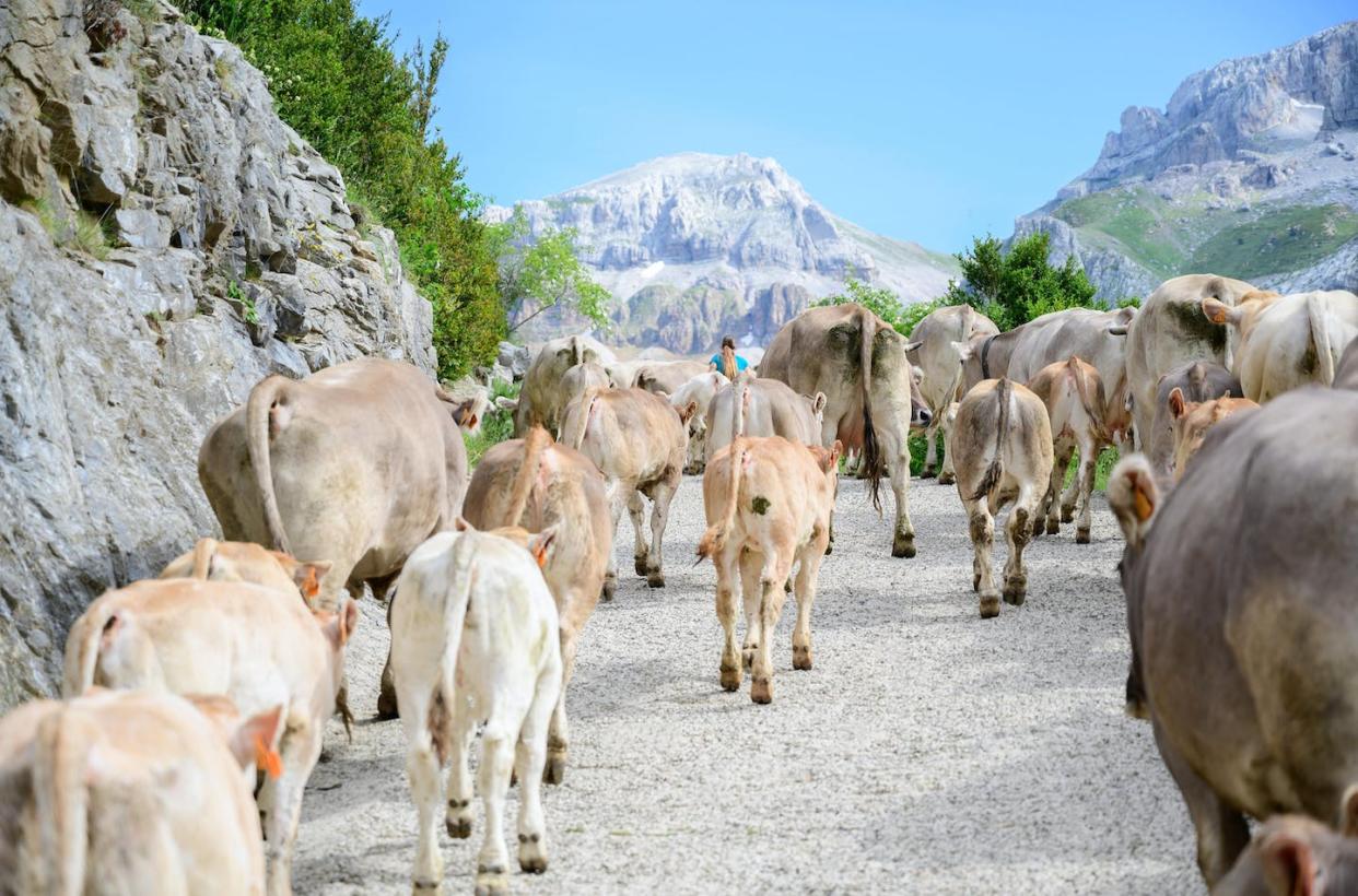 Rebaño trashumante de vacas en los Pirineos, España. <a href="https://www.shutterstock.com/es/image-photo/shepherdess-migration-transhumance-cows-pyrenees-spain-1765545377" rel="nofollow noopener" target="_blank" data-ylk="slk:Marevan / Shutterstock;elm:context_link;itc:0;sec:content-canvas" class="link ">Marevan / Shutterstock</a>