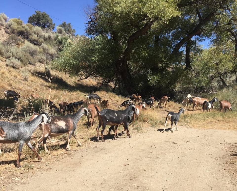 A herd of dairy goats grazing in Southern California. Kate Munden-Dixon, <a href="http://creativecommons.org/licenses/by-nd/4.0/" rel="nofollow noopener" target="_blank" data-ylk="slk:CC BY-ND;elm:context_link;itc:0;sec:content-canvas" class="link ">CC BY-ND</a>