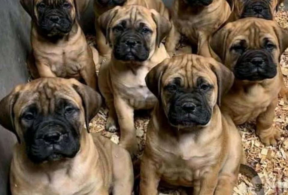 A litter of mastiff puppies looking at the camera