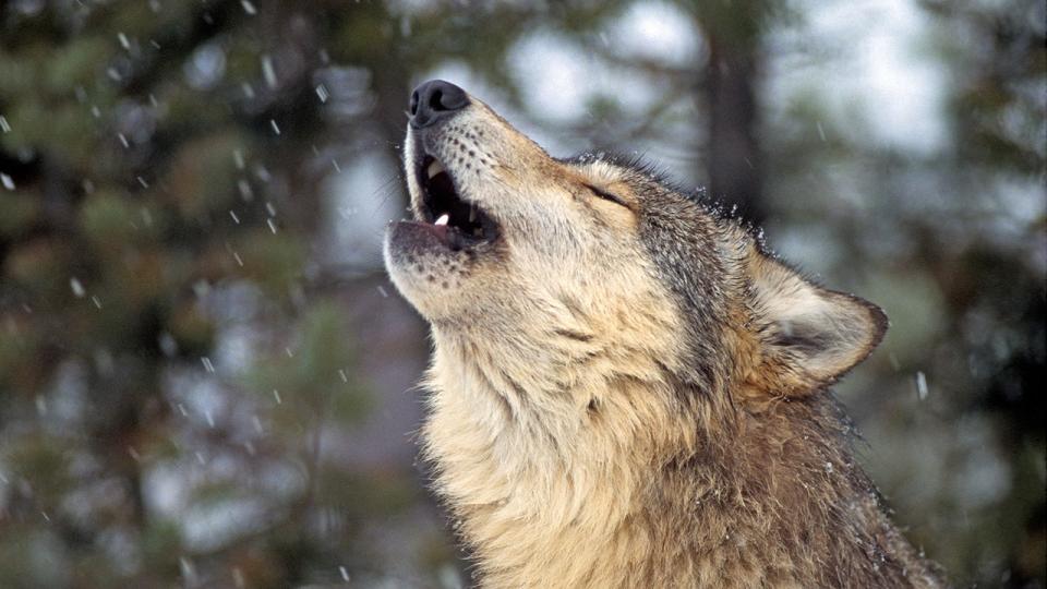 gray wolf howling