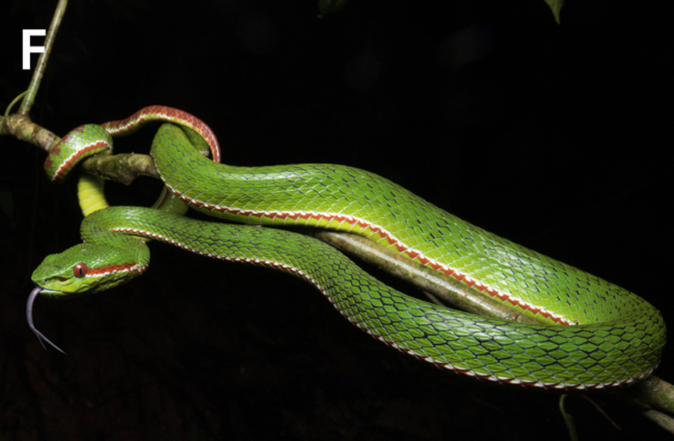 The pitviper’s red eyes stand out against the green landscape and black night.