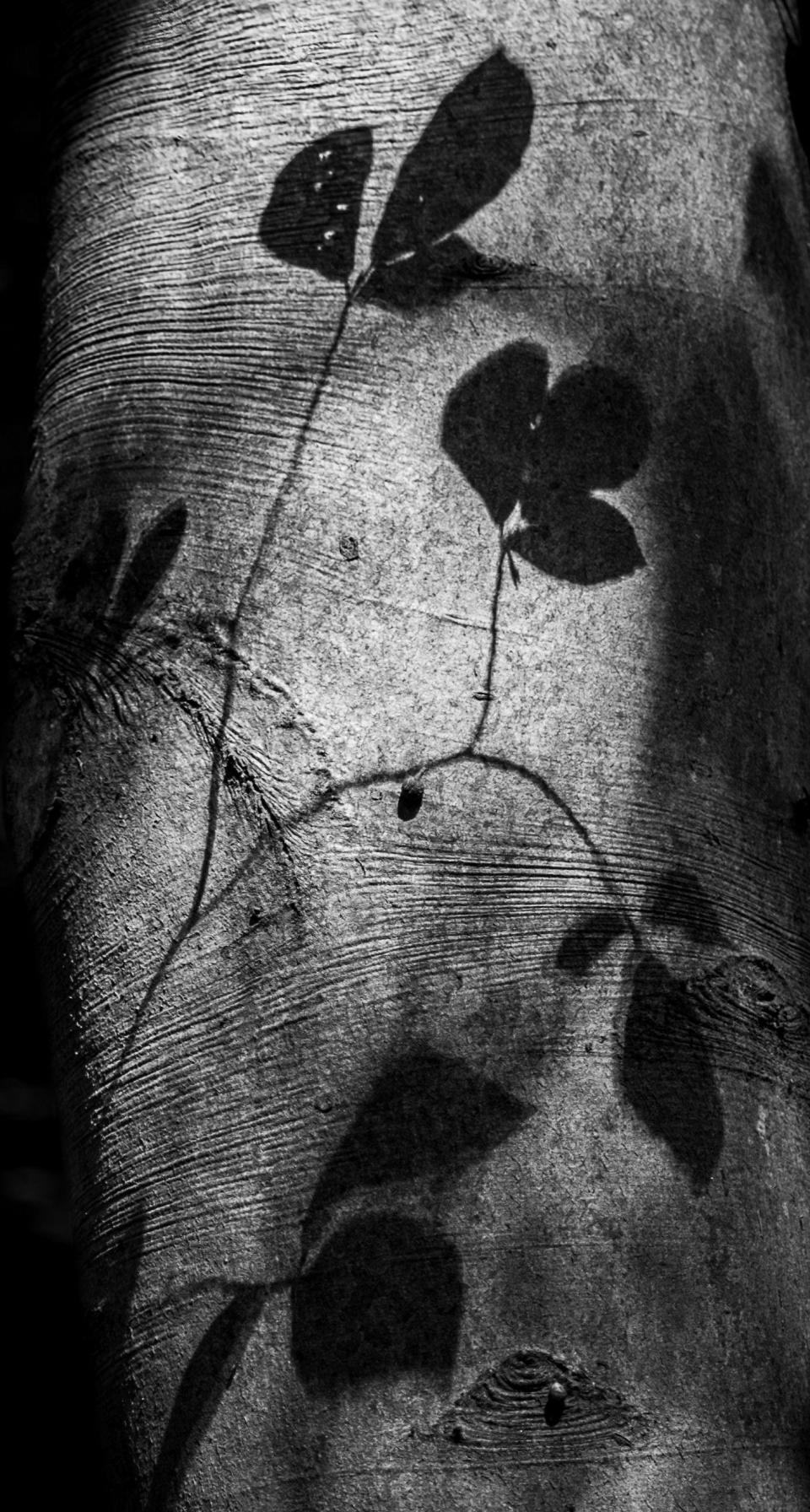 Shadows created by leaves on the trunk of a tree